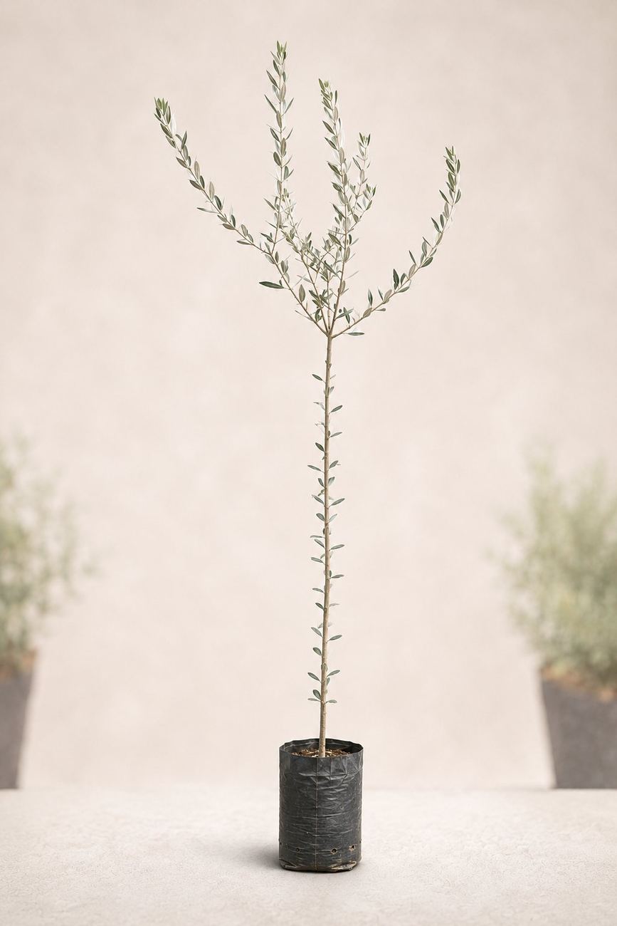 Planta individual en bolsa de 5 litros con fondo difuminado