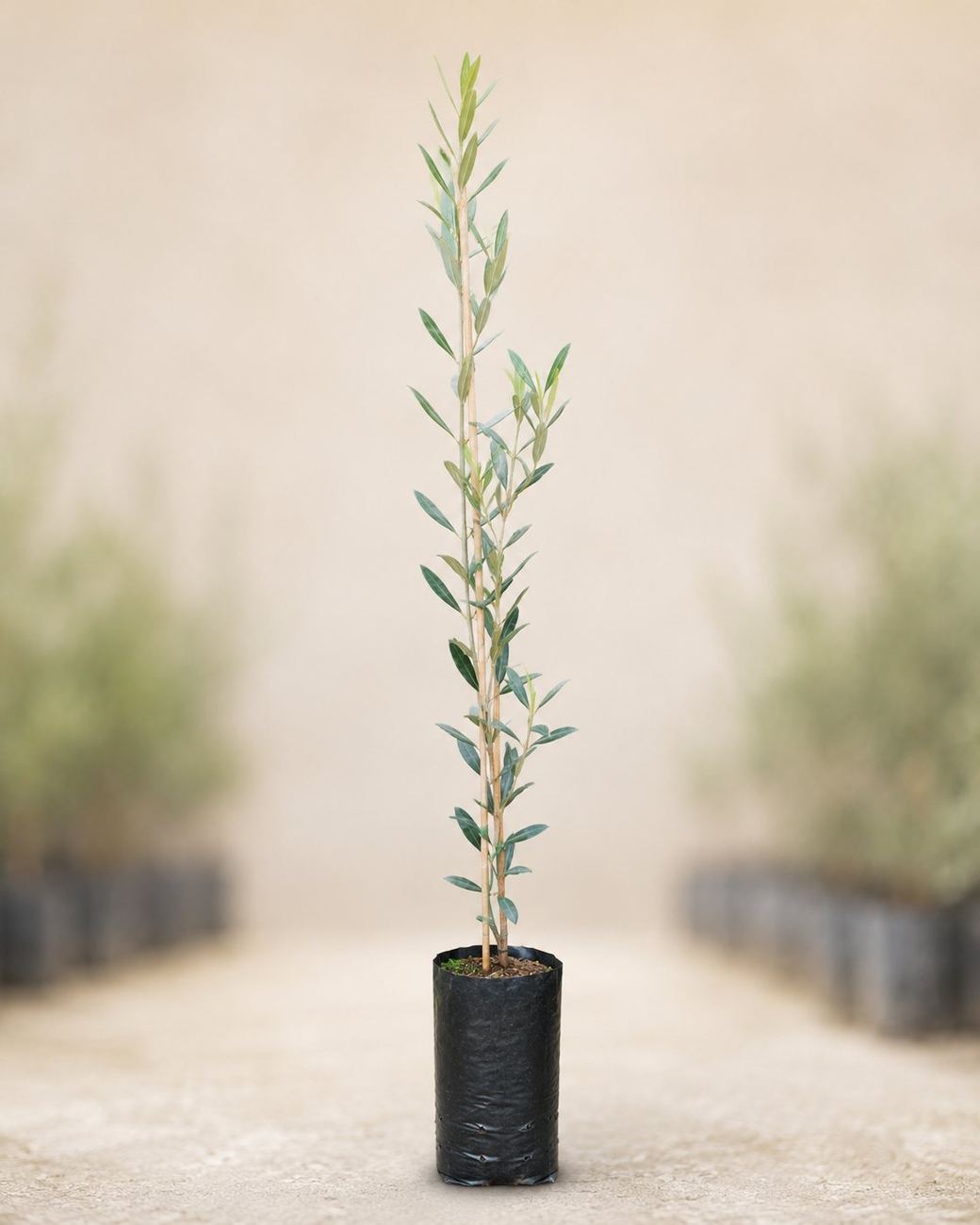 Planta individual en bolsa de 1 litro con fondo difuminado