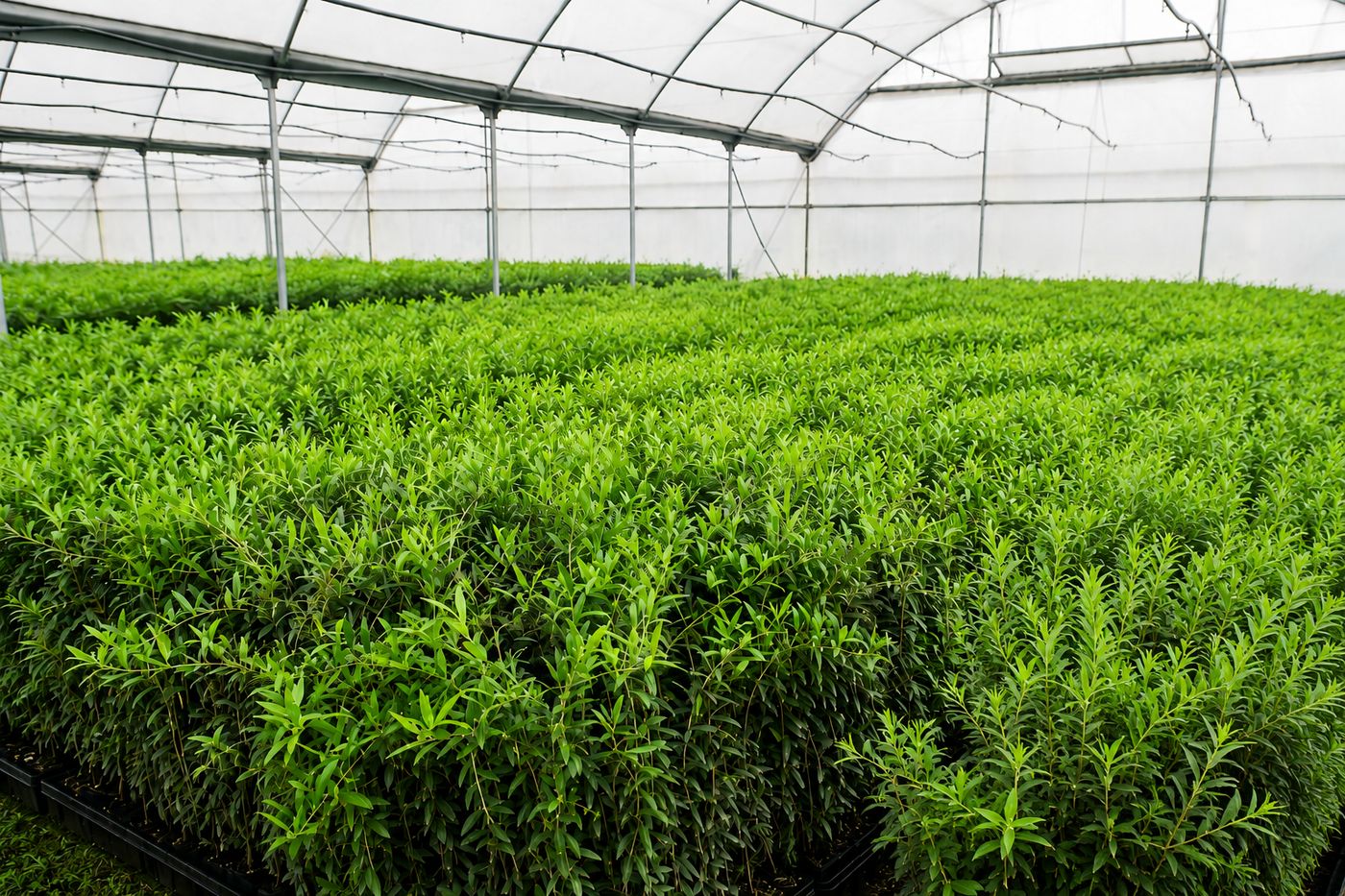Olivos en fase avanzada en vivero