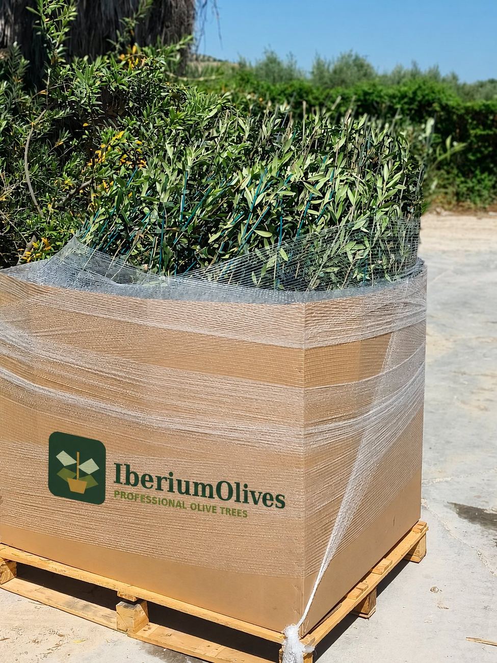 Caja de cartón con plantas de olivo preparada para expedición