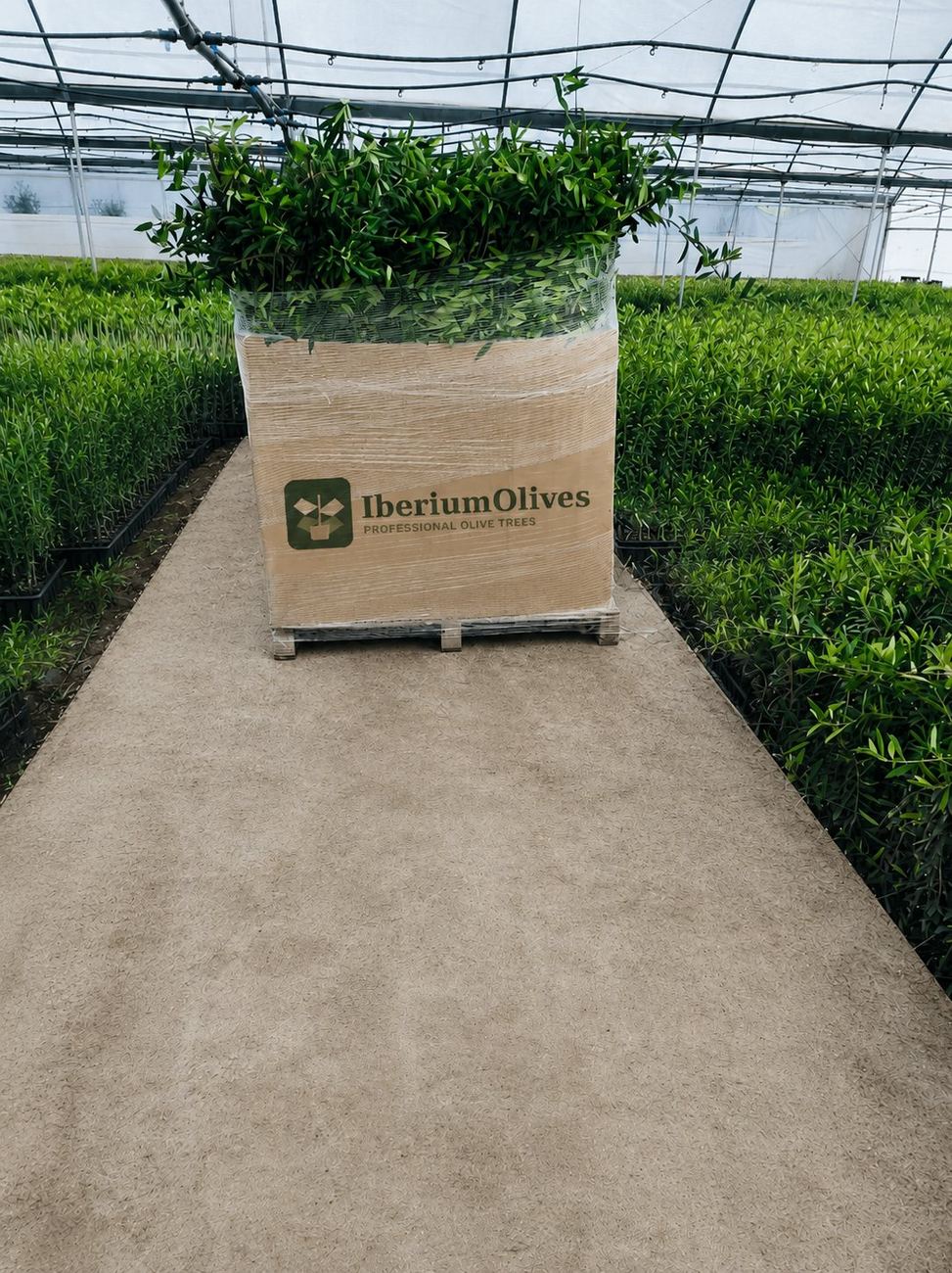 Caja de cartón con olivos preparada en vivero