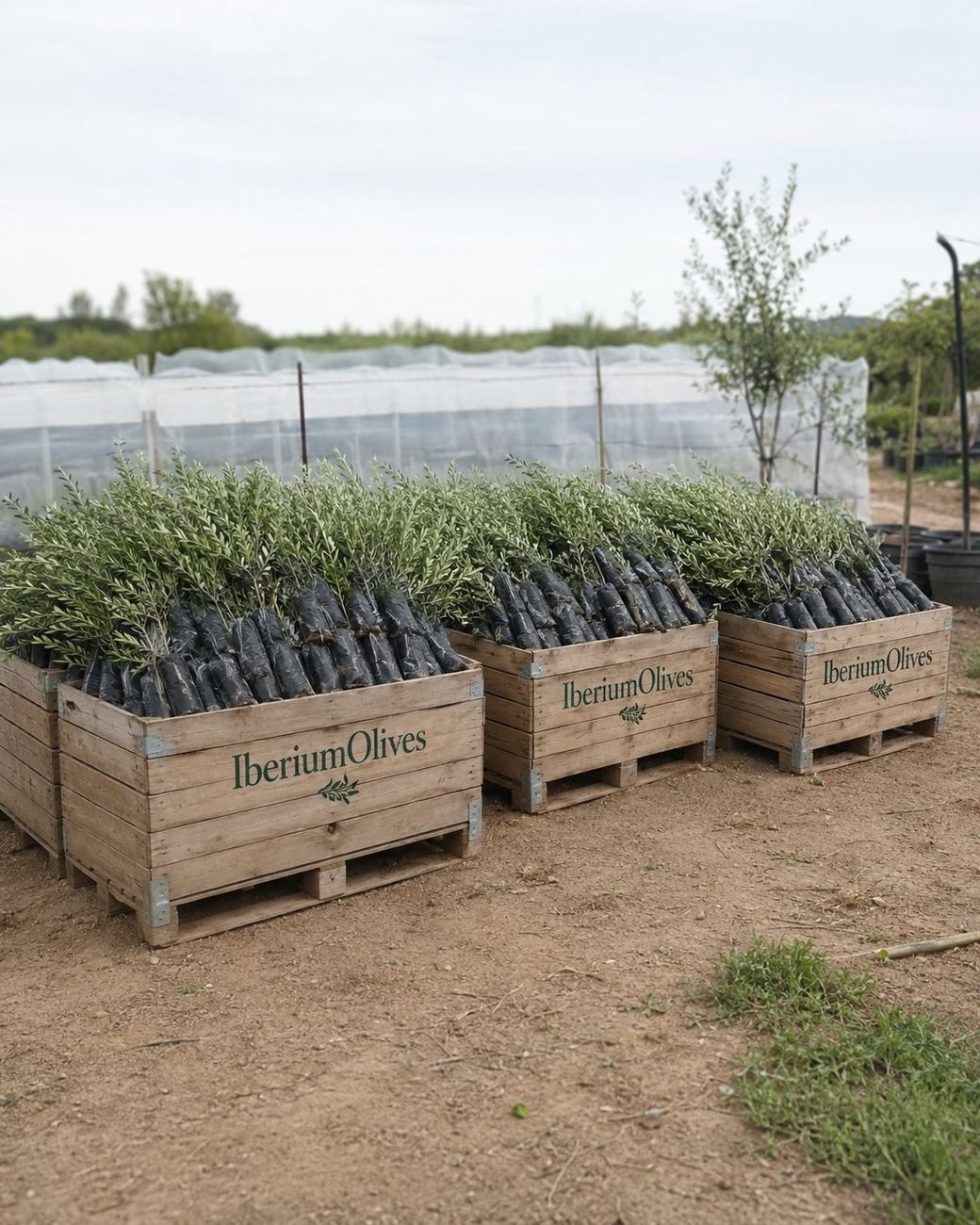 Cajones de madera con plantas de olivo preparadas